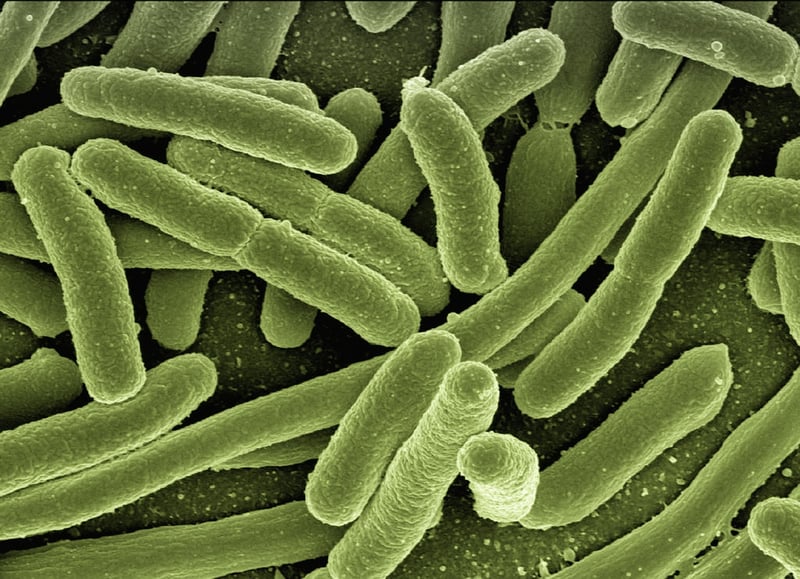 Gut Bacteria