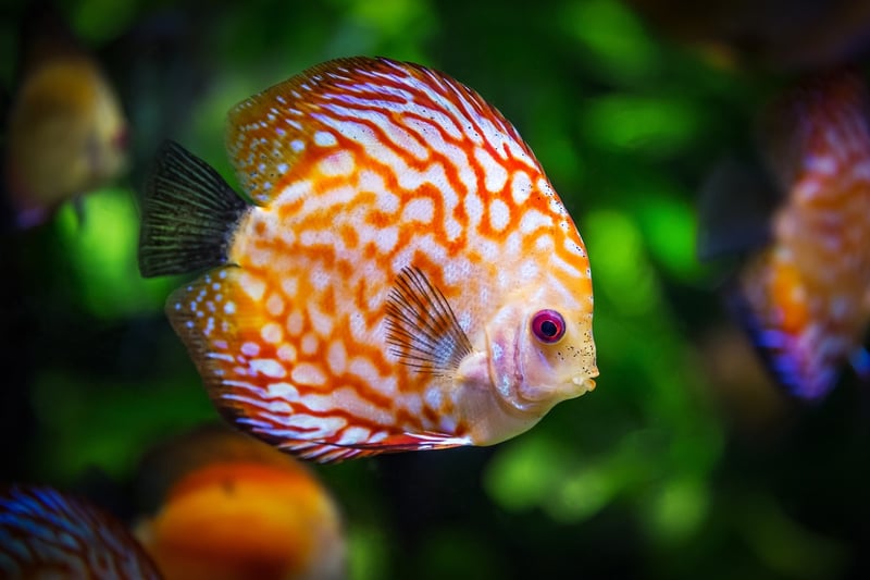 Sustainable Seafood